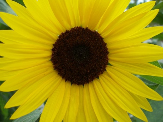 Sunflower "Lemonade Mix"