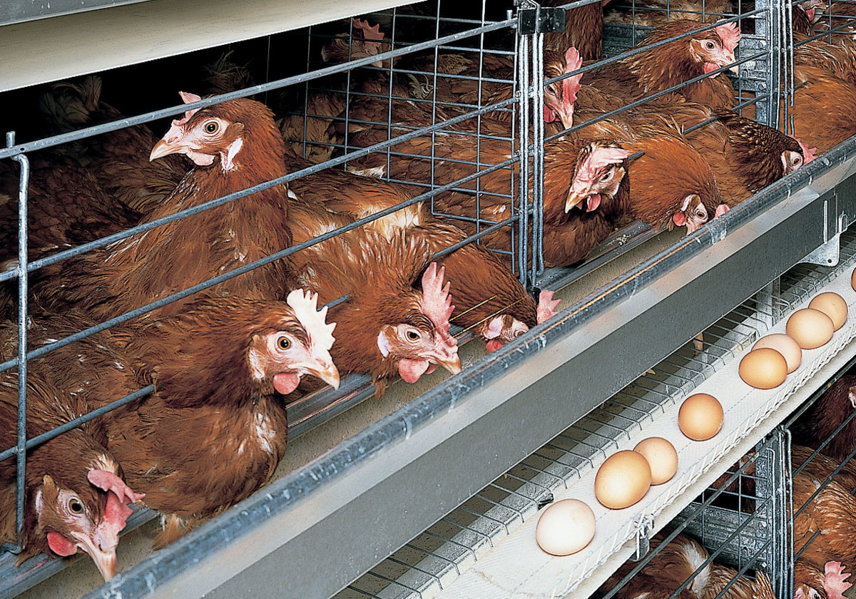 how to make money from chicken farming