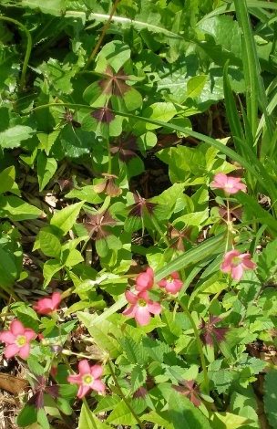 Oxalis leaves and flowers