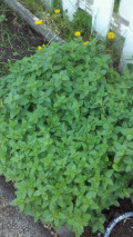 Plant Spotlight: Oregano