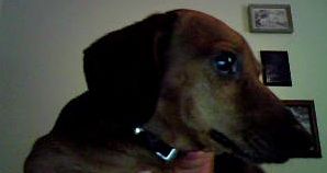 Fritz continuing to be flea free! :D