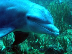 All Your Dolphin Questions Answered: Facts, Myths and Pictures