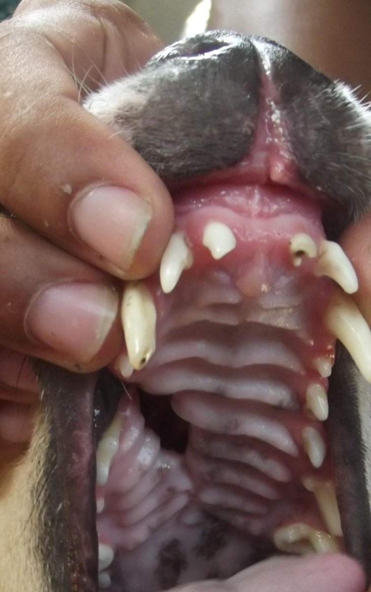 When do dogs lose their baby teeth?
