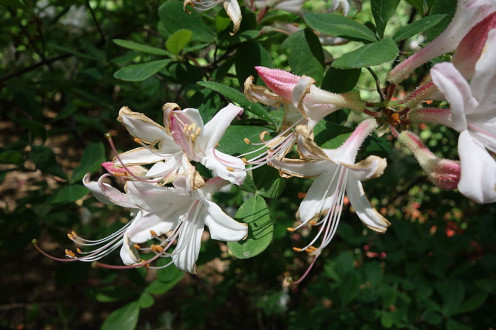 From one of the rhododendron/azalea family of flowers.  I thought this one was so beautiful. 