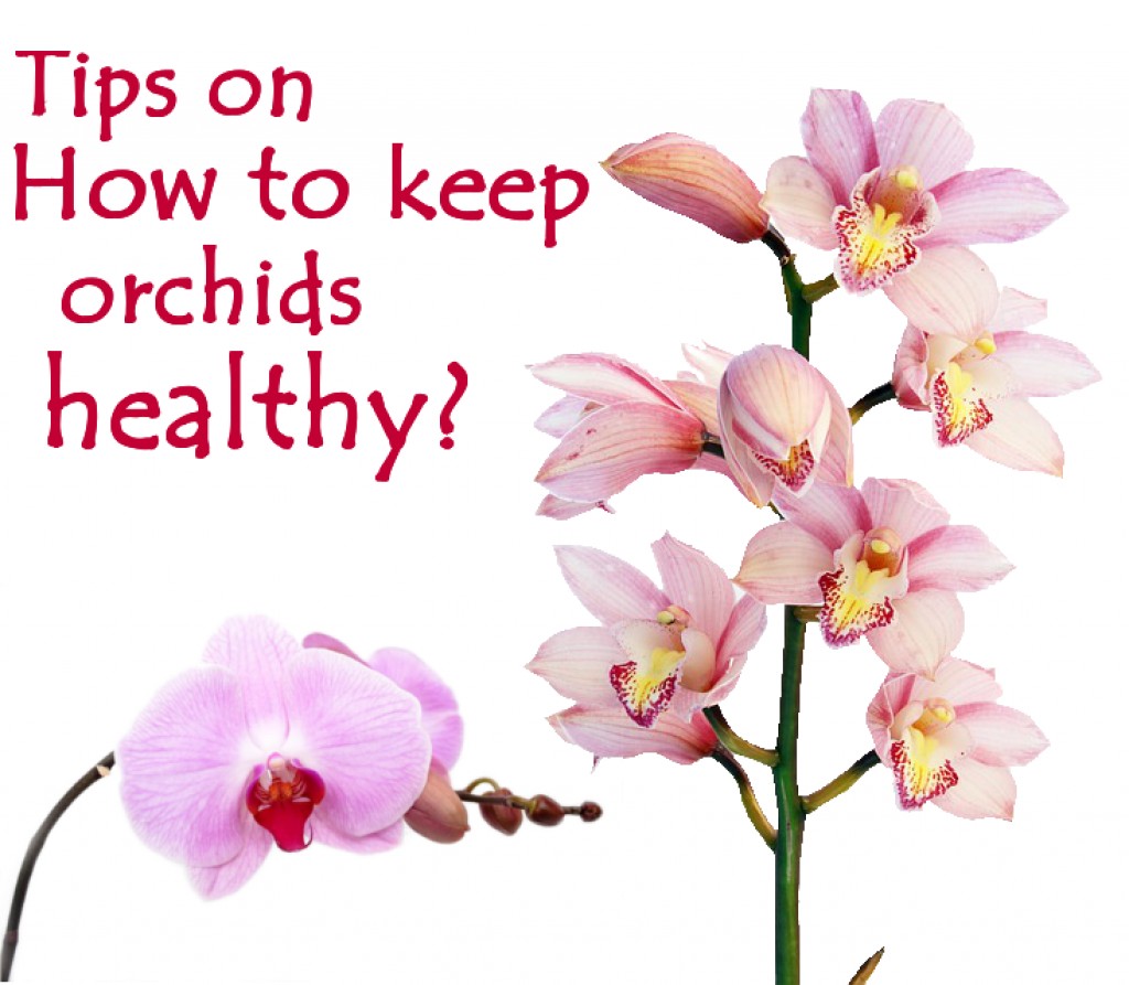 Seven Tips on How to Keep Orchids Beautiful and Healthy ...