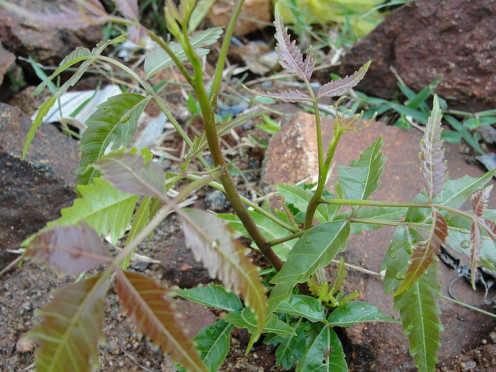 Neem is considered to have the cure for all ailments