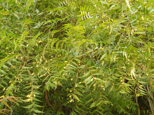 Neem is quite useful for curing various diseases