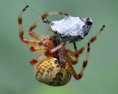 The spiders spinnerets at work