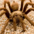 A large dangerous tarantula spider A large dangerous tarantula spider