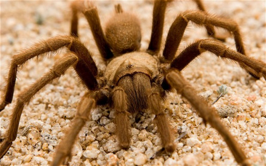 A large dangerous tarantula spider
