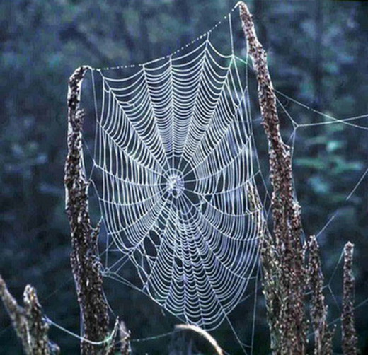 Spiders webs images