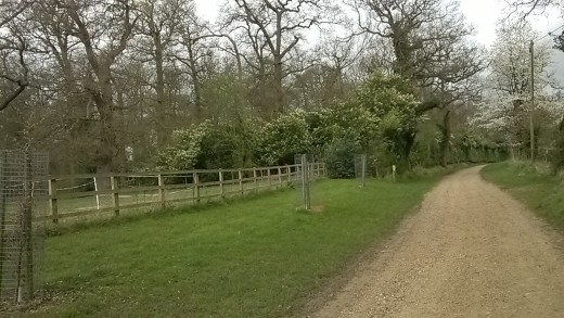 Bricket wood, my previous home for nine years, where some of the most important wild life sites in Hertfordshire can be found. 