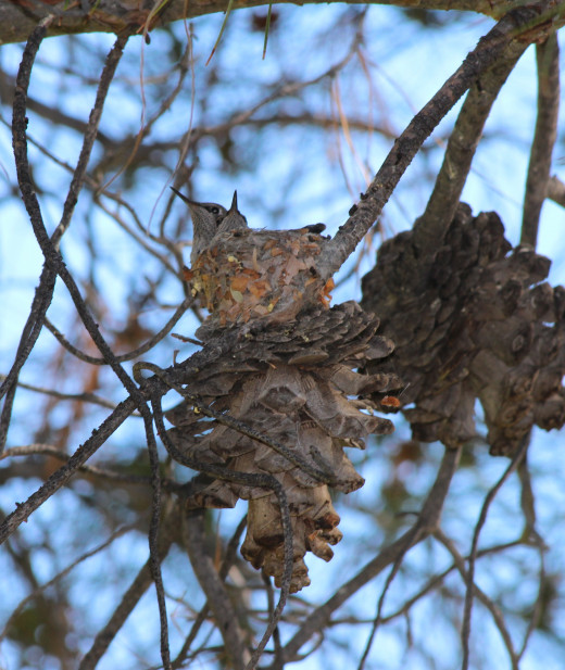 Timing is everything:  here, spring offers a rare opportunity to capture two hummingbird chicks still in the nest.