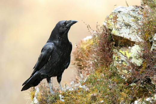 Poe is best known for his poem "The Raven."