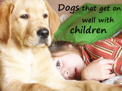 Top 10 dogs that get on well with children