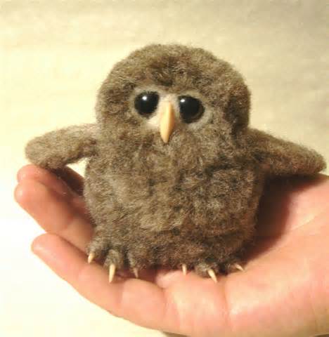 New born owl