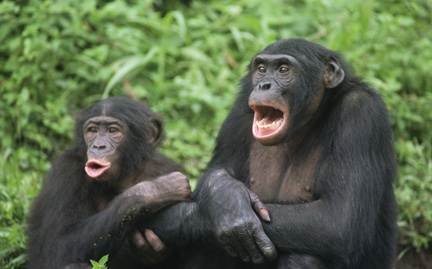 Bonobo, Congo