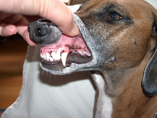 Teeth of an Azawakh (dog)