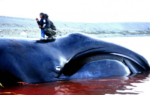 Bowhead whale (Balaena mysticetus), caught in an Inuit subsistence whale hunt in Igloolik, Nunavut (Canada) in 2002.