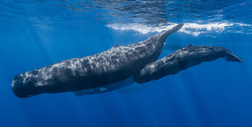 A pod of sperm whales off the coast of Mauritius.