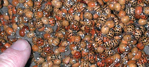 Large group of insects with many colors.