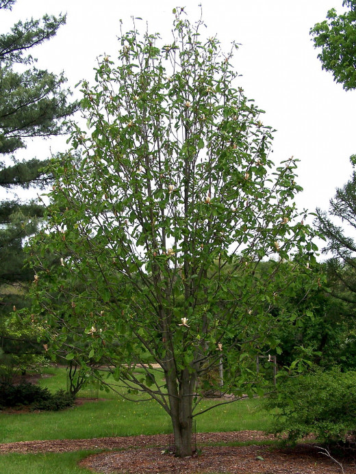 Magnolia Officinalis