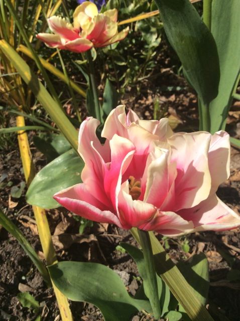 Short-stemmed tulips (6" stems), April 2014.