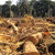 Deforestation in Brazil Deforestation in Brazil