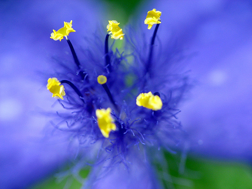 Close-up of a spiderwort. Photo by Care_SMC.