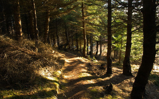 Axel Kristinsson from Reykjavík, Iceland, Forest Path