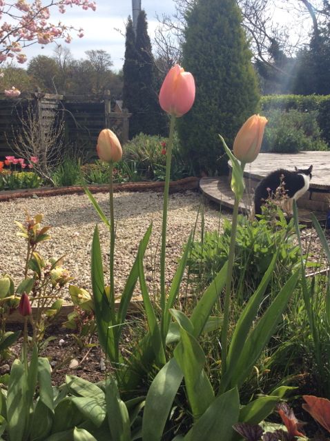 Salmon pink tulips (24" tall) in herb bed, April 14. The herbs here include rosemary, thyme, sage, parsley and mint.