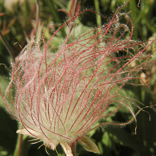The unique seedhead of Prairie Smoke. Photo by gmayfield10.