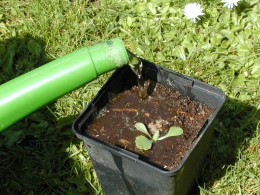 Water gently from the edge of the pot Water gently from the edge of the pot