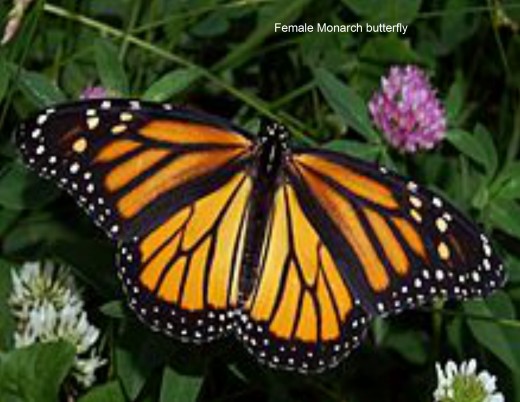 American Monarch Butterfly
