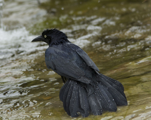 Great-tailed Grackle Bathing
