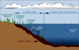 Different Layers of Biological Zones