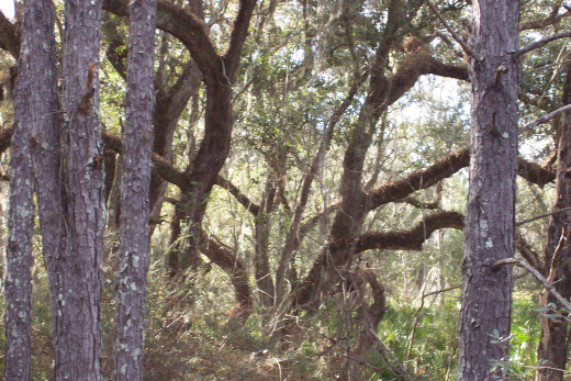Deep in Florida swamps