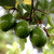 It takes about five years before the avocado tree starts bearing fruits. image of avocado on tree It takes about five years before the avocado tree starts bearing fruits. image of avocado on tree