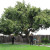 Avocado tree Avocado tree