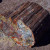 Alberta Provincial Stone: Petrified Wood