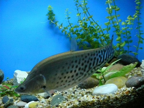 Knifefish are extremely attractive, but potentially massive, aquarium fish that are readily available on the market.
