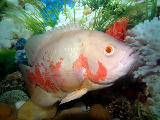 The attractive Oscar fish can easily reach lengths of a foot or more