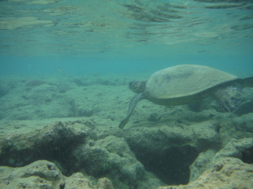 This Green Sea Turtle swam by and waved.  I soon got the name "honu hawanawana" or turtle whisperer.