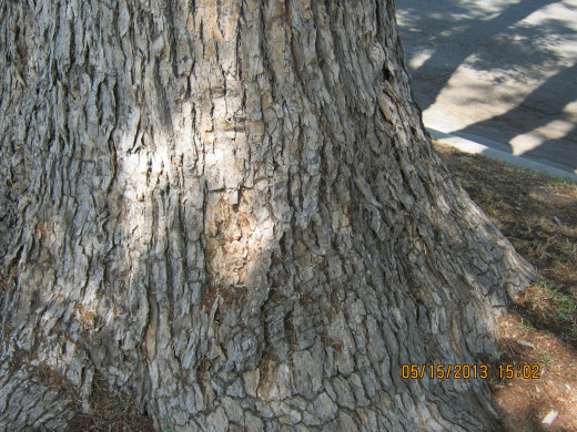 Tree in front of vintage house in an L.A. neighborhood.