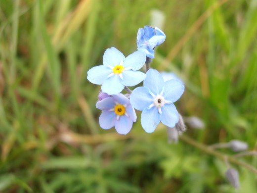 The Forget-Me-Not