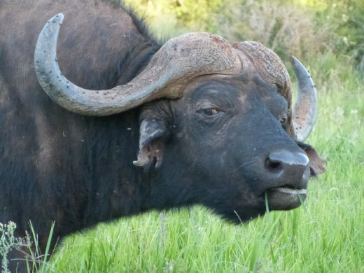 Savanna Buffalo
