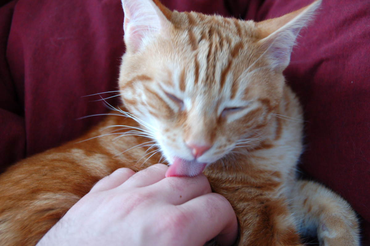 Cat licks my hand
