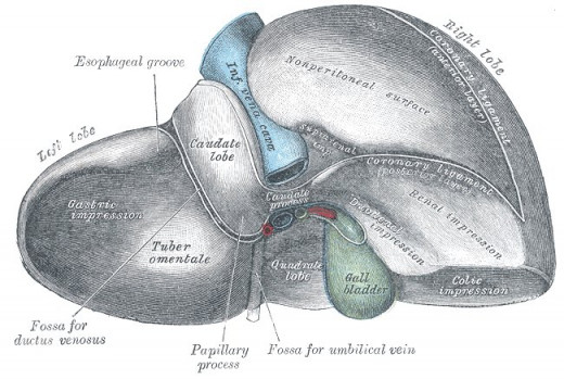 The liver and gall bladder 