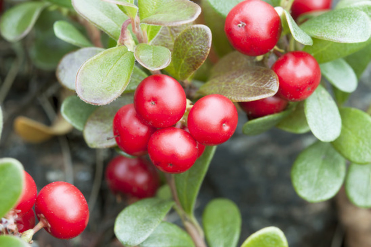 Bearberry extract comes from the leaves of the plant, not the fruit!