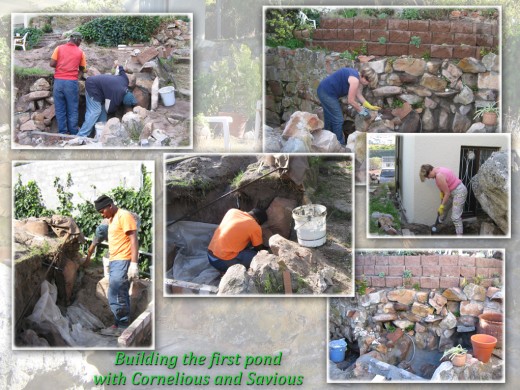 With the help of two amazing workers, Cornelius and Savious they followed my idea. The old crumbling walls had to be replaced with a new wall from the rocks found on the property. Our first pond was built on the second level of the property.